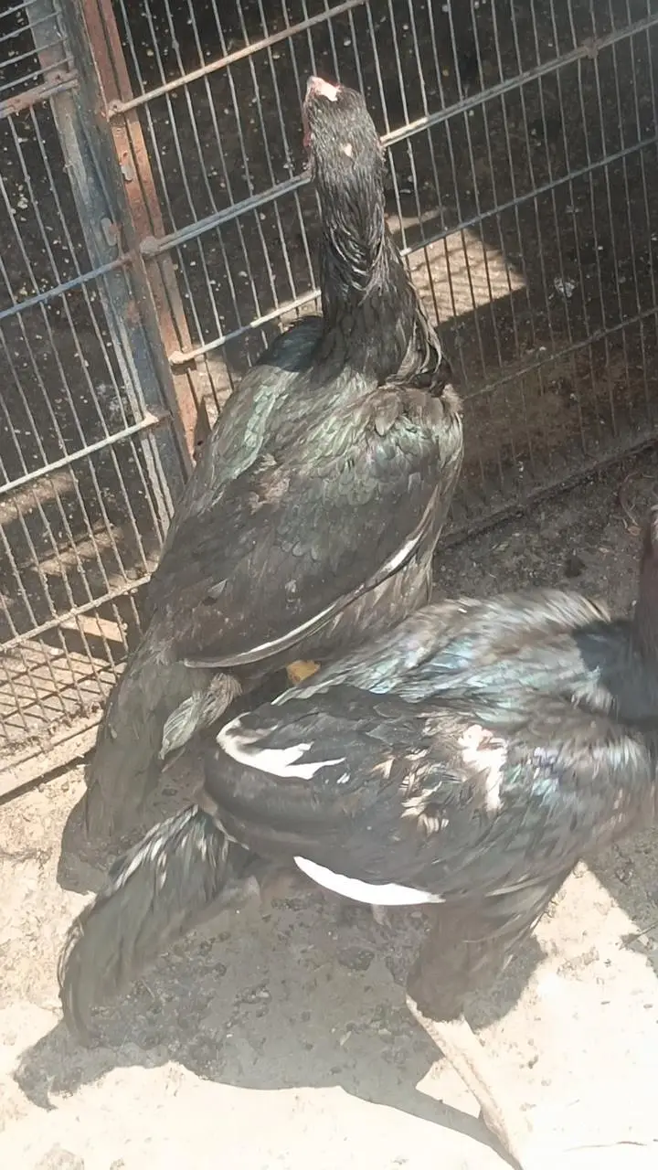 Aseel total 3 ha full black colour — photo 5
