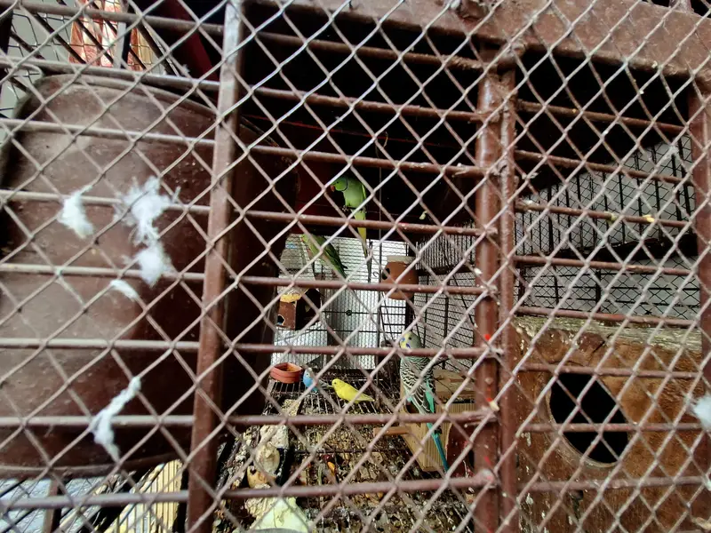 Parrot cage — photo 2