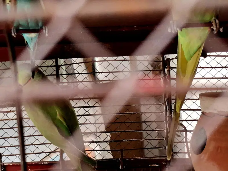 Parrot cage — photo 3