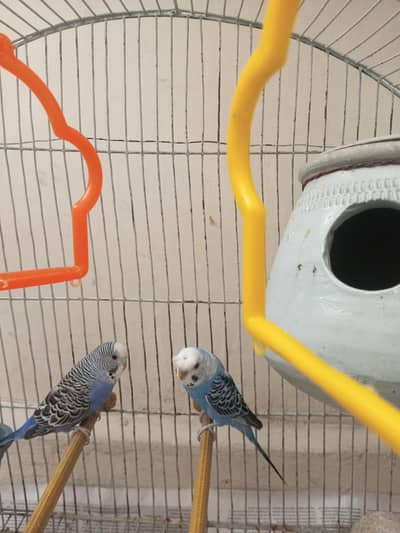 pair or budges