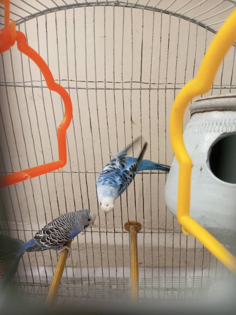 pair or budges 1