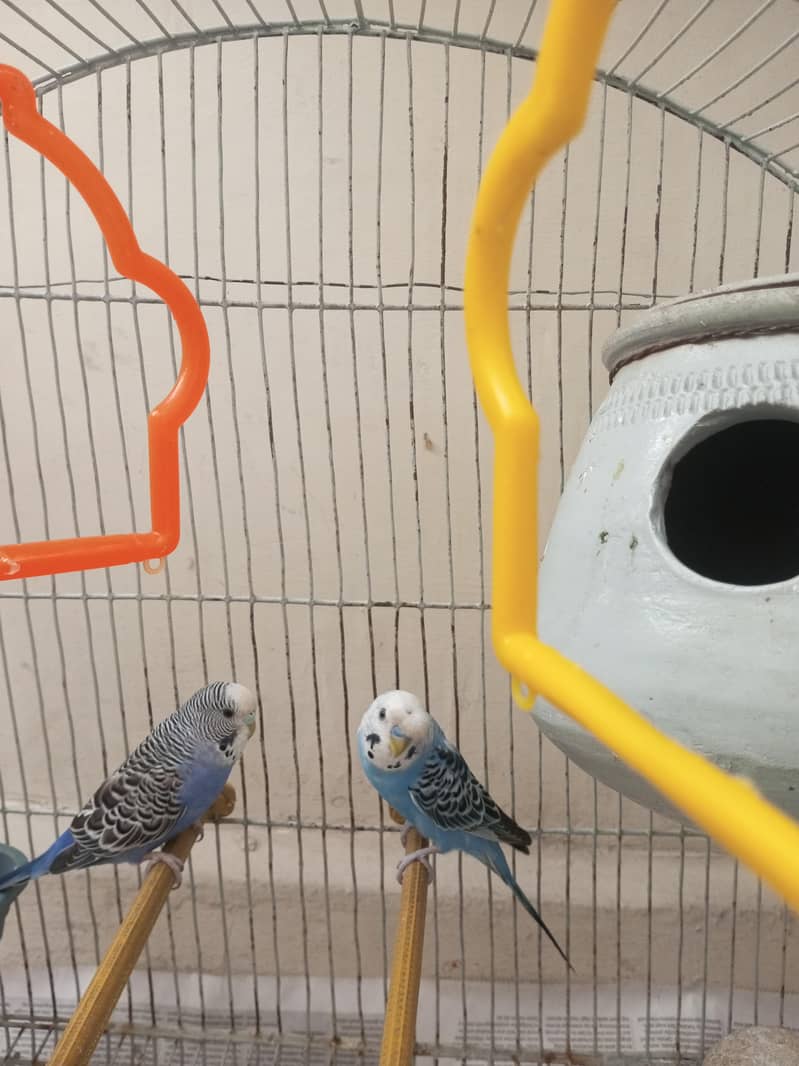 pair or budges 3