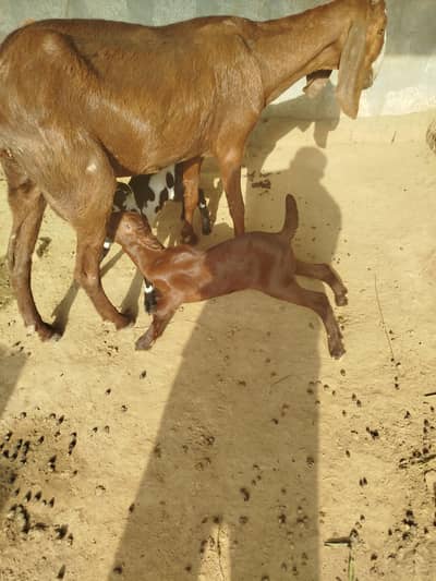 2 Goats for sale with two two kids