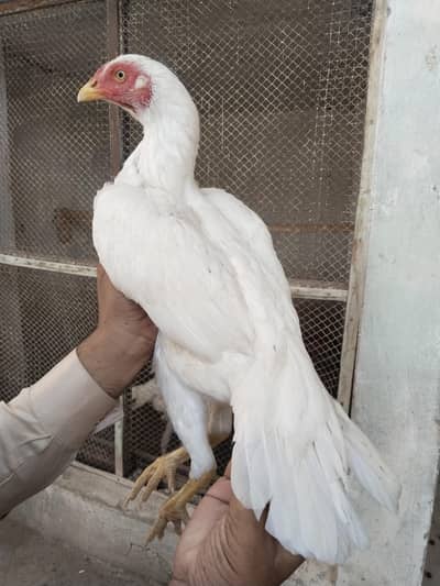 white heera female for sale
