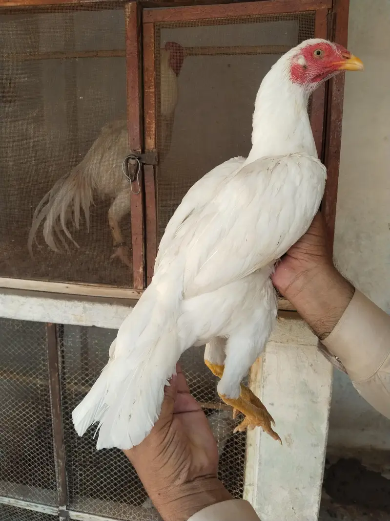 white heera female for sale — photo 2