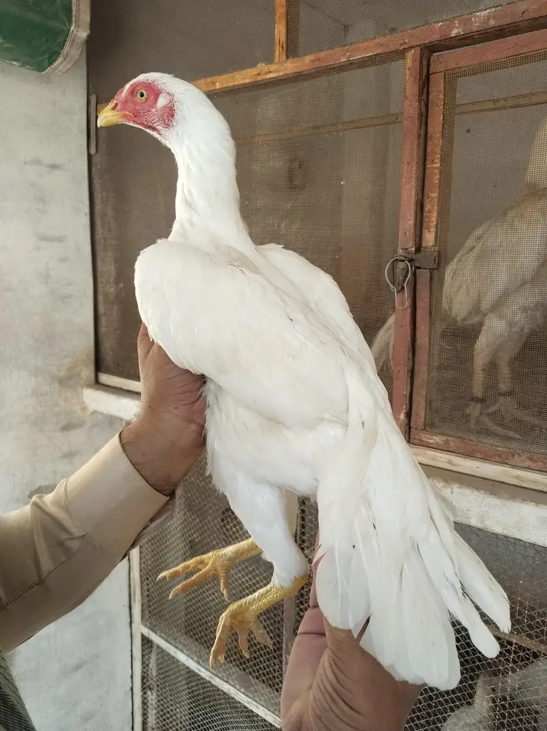 white heera female for sale — photo 3