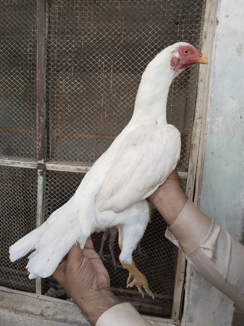 white heera female for sale — photo 4