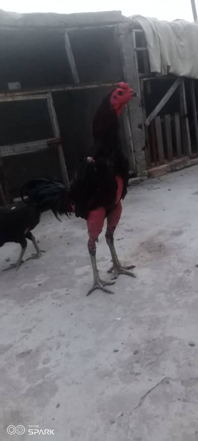 Burmi chicken for sale granti waly