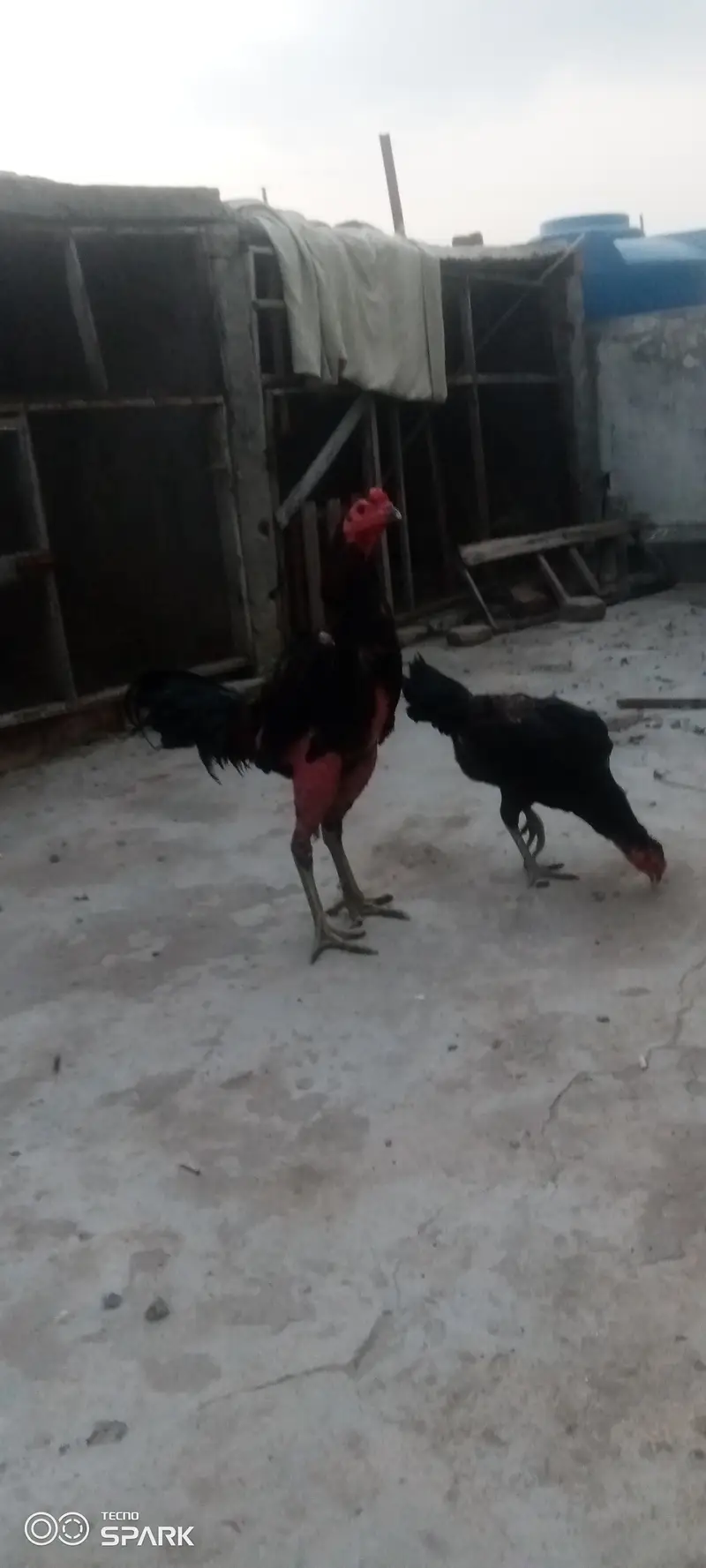 Burmi chicken for sale granti waly — photo 3