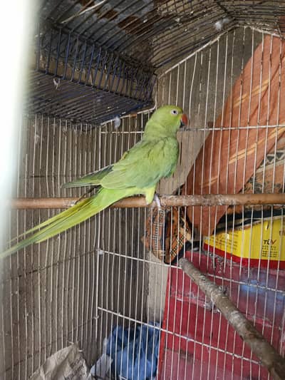 green parrot