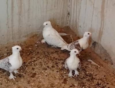 brown pencil sentient pigeons