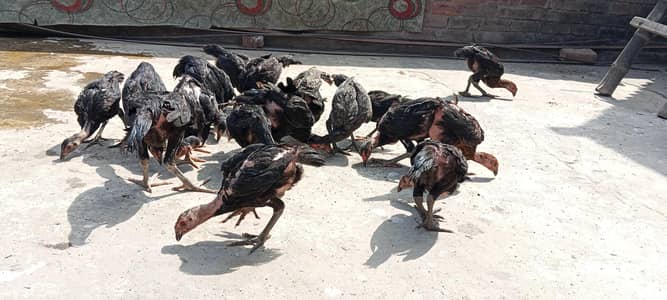 Aseel Birds For Sale
