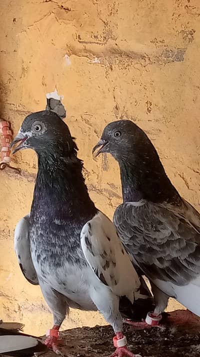 urgent for sale Taddy,Ferozpori,Rampori Band Ankhon wale 03008800018