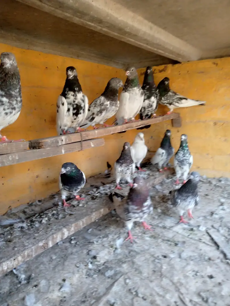 urgent for sale Taddy,Ferozpori,Rampori Band Ankhon wale 03008800018 — photo 2