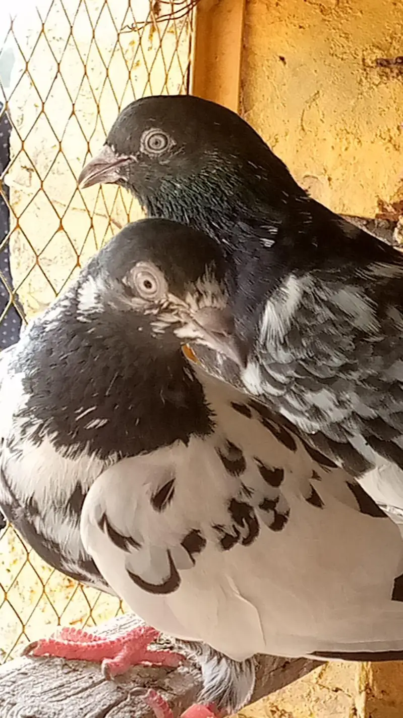 urgent for sale Taddy,Ferozpori,Rampori Band Ankhon wale 03008800018 — photo 3