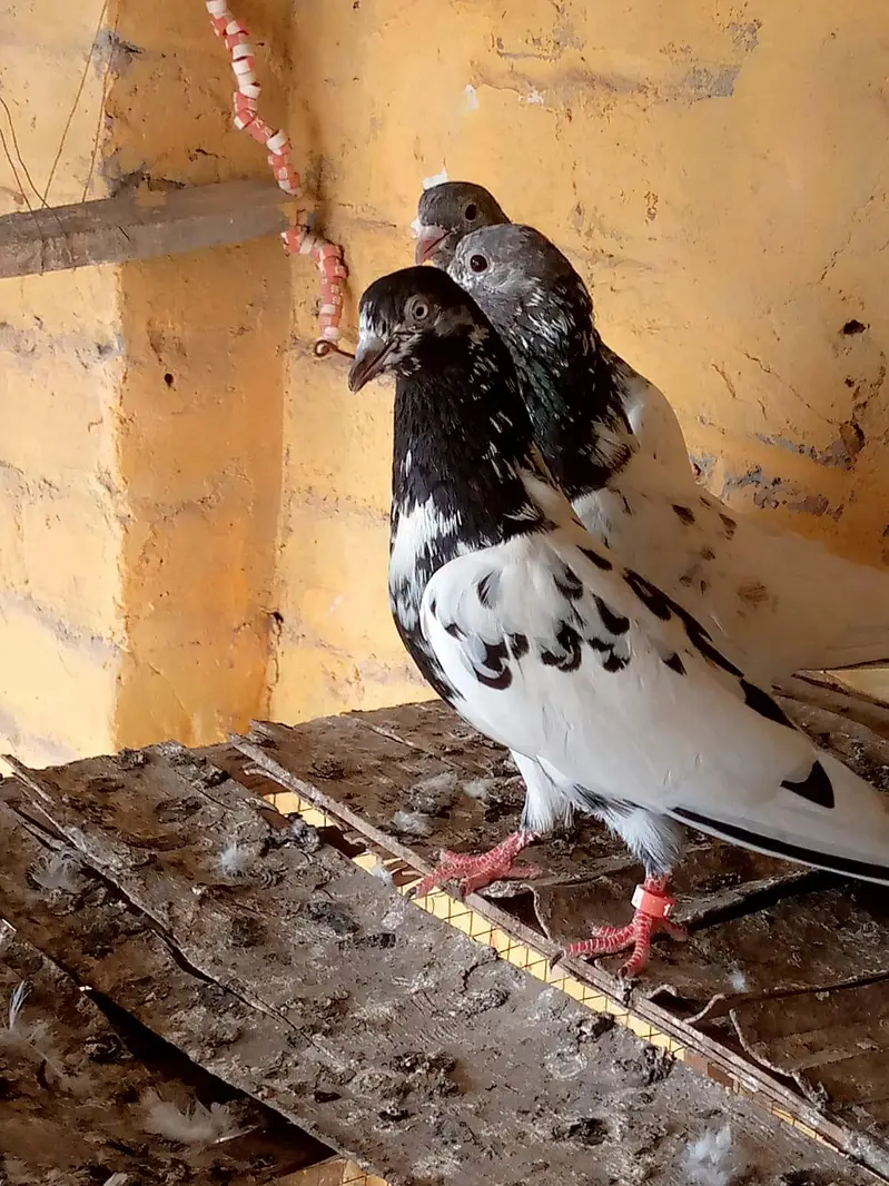 urgent for sale Taddy,Ferozpori,Rampori Band Ankhon wale 03008800018 — photo 4