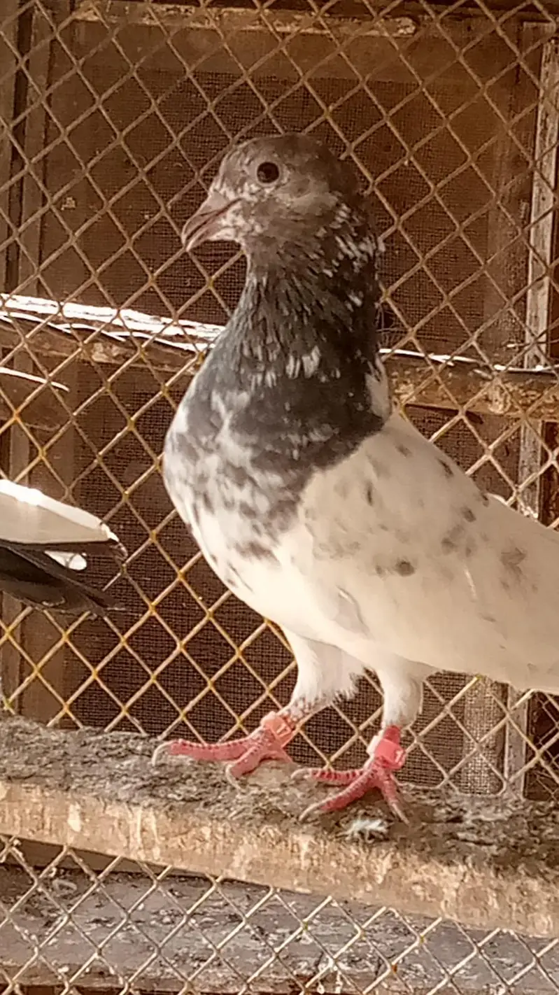 urgent for sale Taddy,Ferozpori,Rampori Band Ankhon wale 03008800018 — photo 5