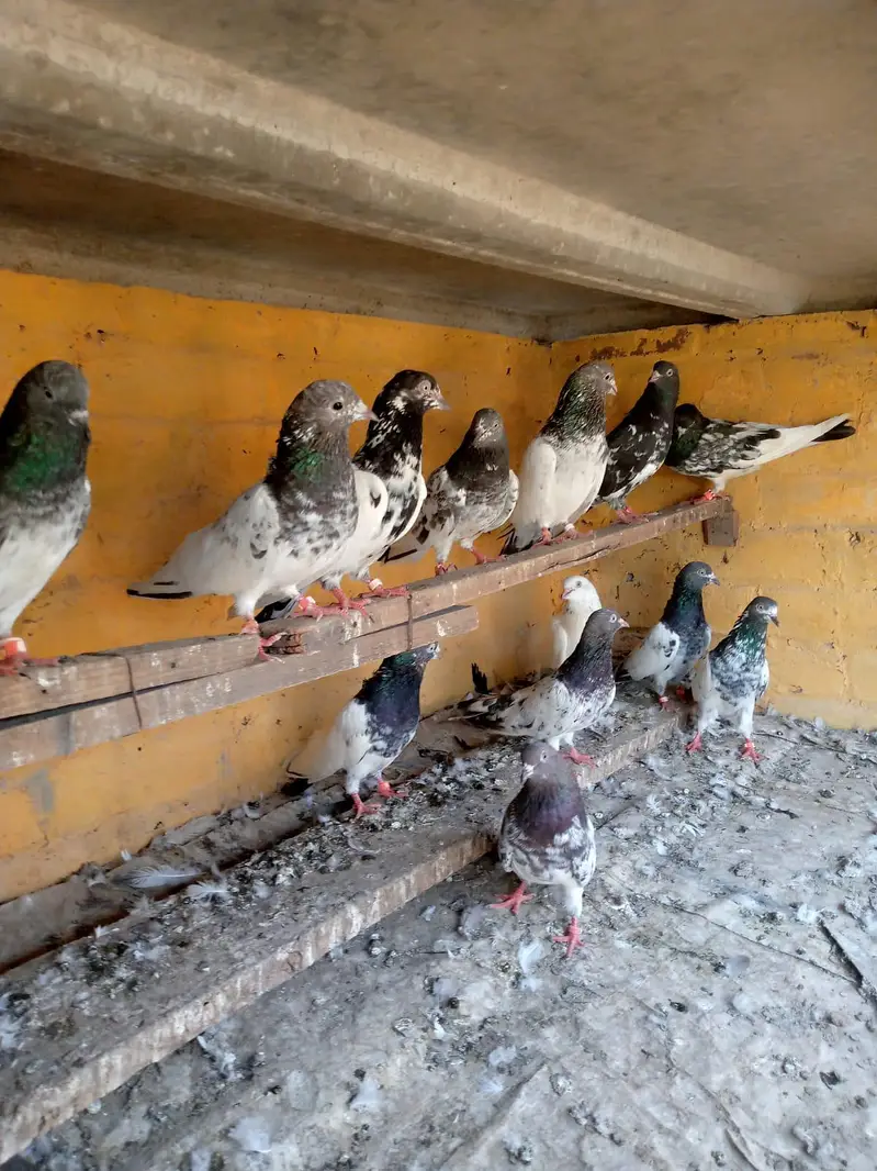 urgent for sale Taddy,Ferozpori,Rampori Band Ankhon wale 03008800018 — photo 9