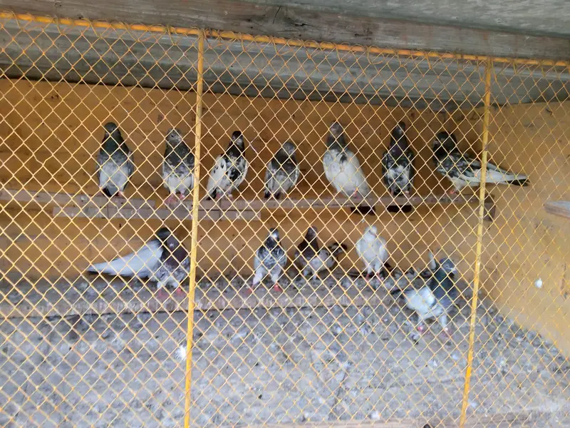 urgent for sale Taddy,Ferozpori,Rampori Band Ankhon wale 03008800018 — photo 10