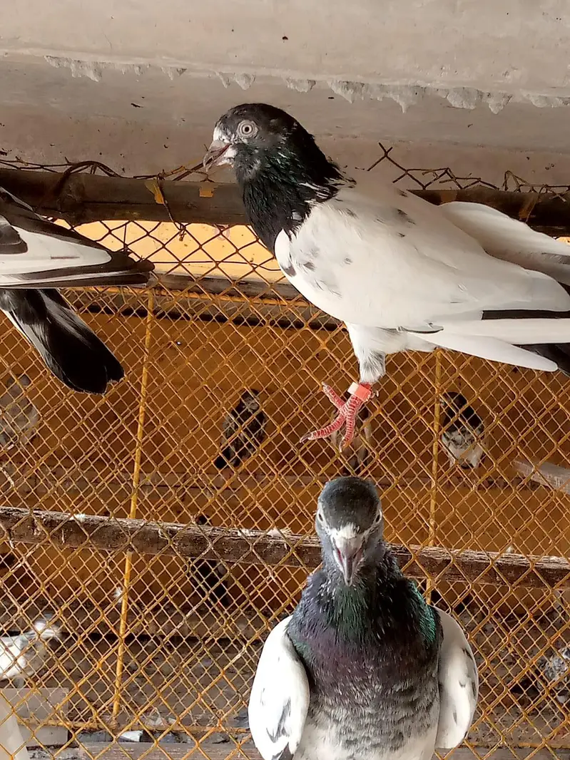 urgent for sale Taddy,Ferozpori,Rampori Band Ankhon wale 03008800018 — photo 12