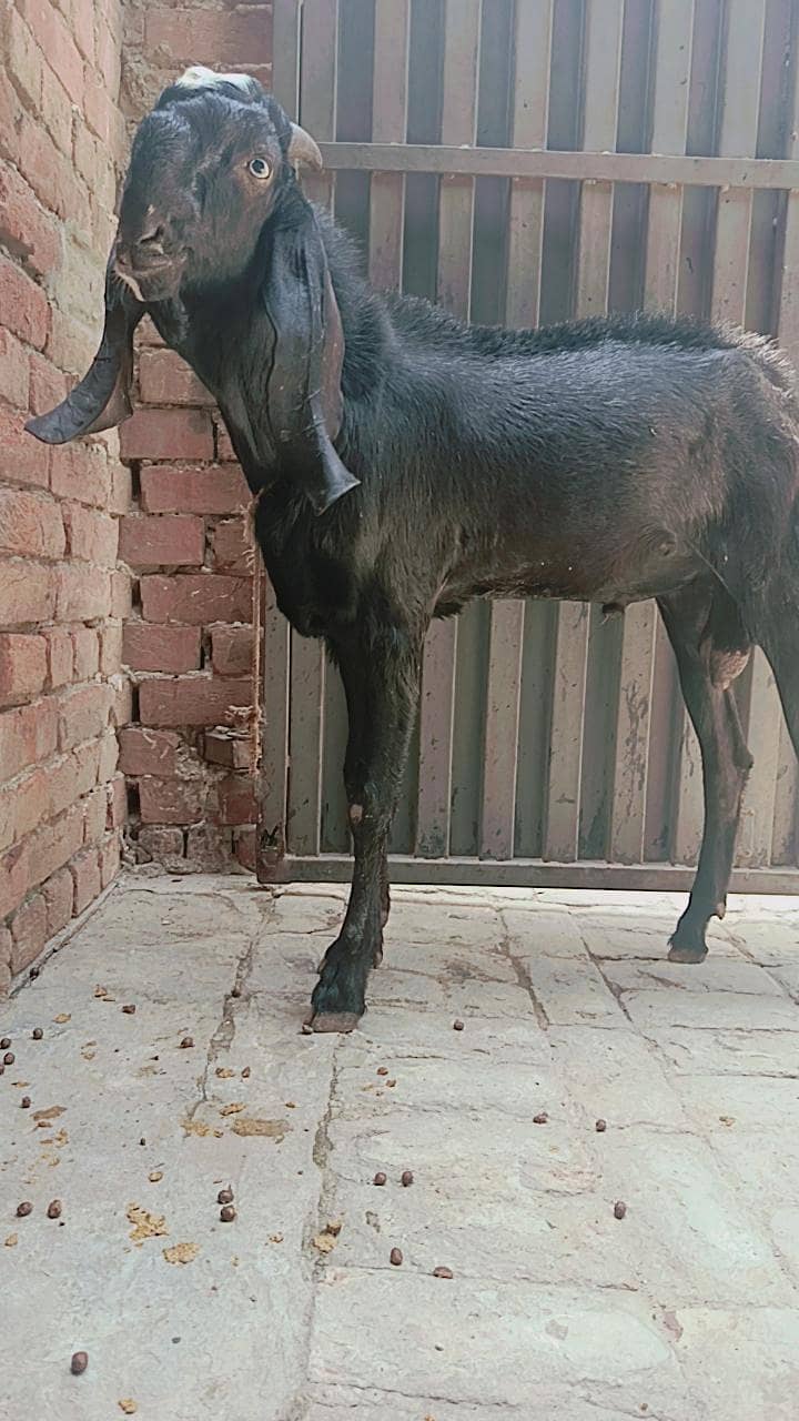full black BAKRA 0