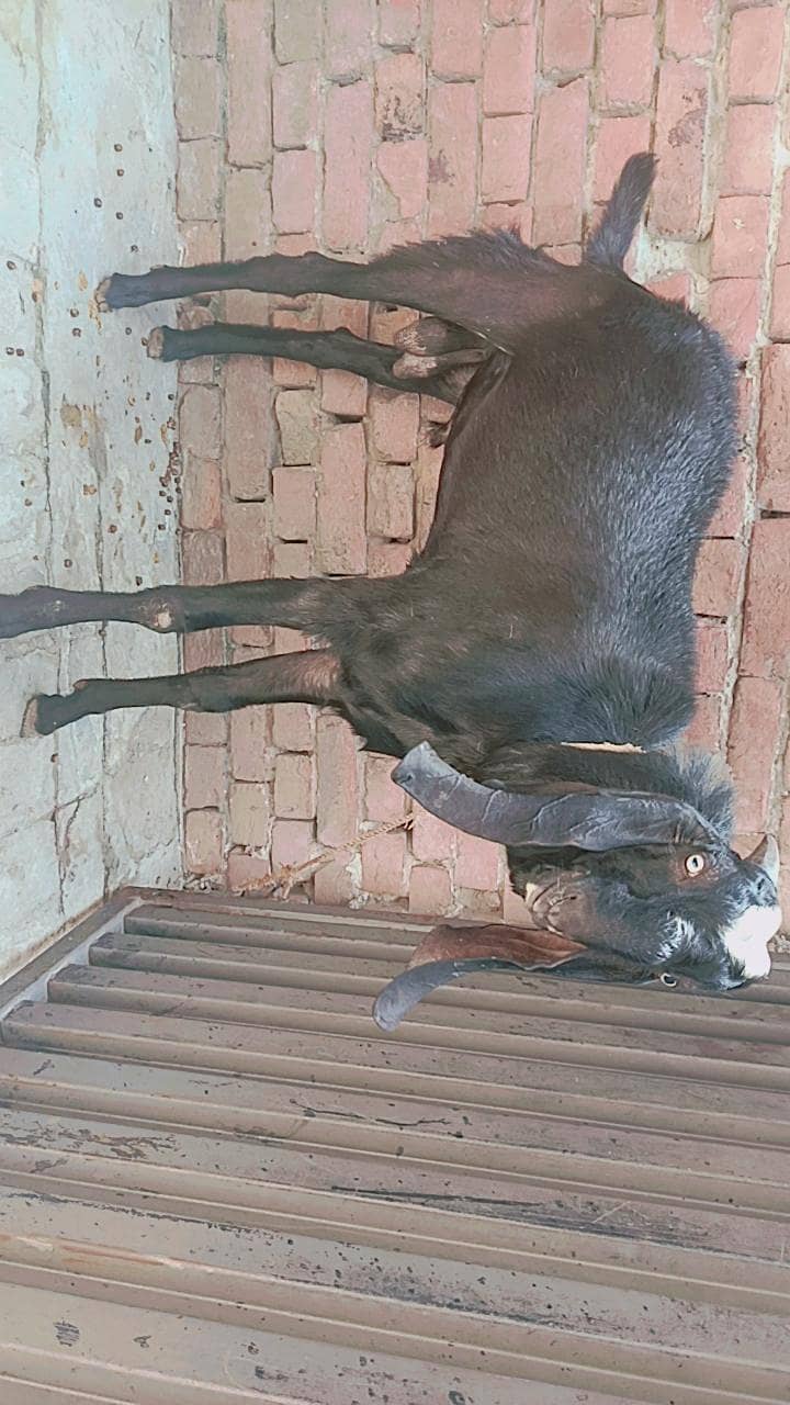 full black BAKRA 1