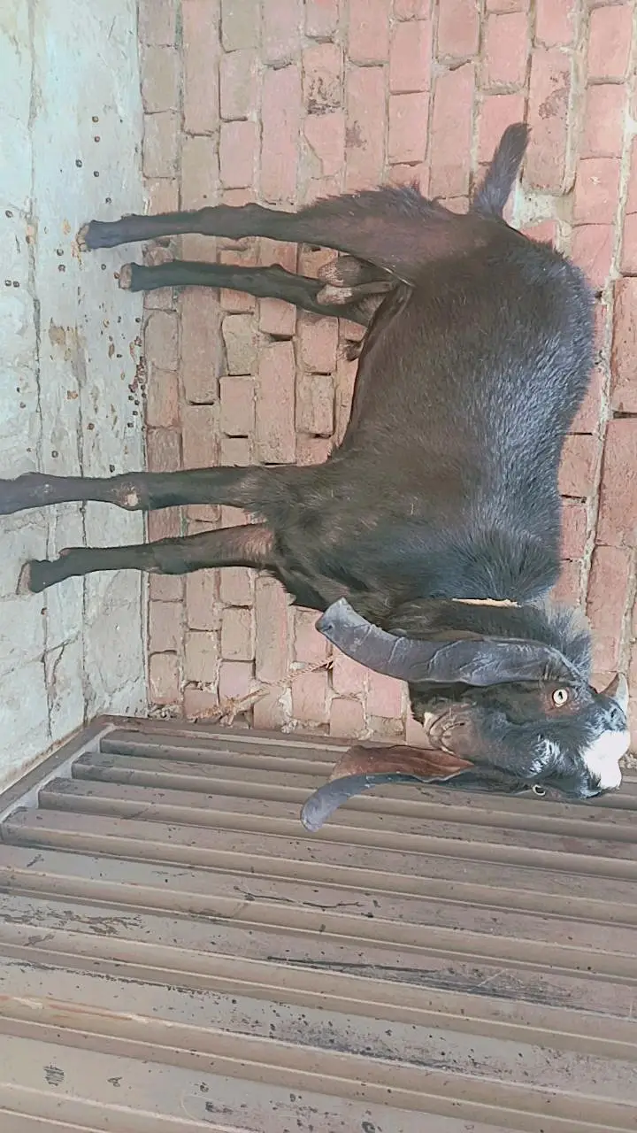 full black BAKRA — photo 2