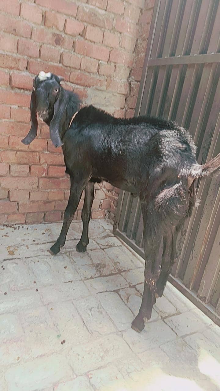 full black BAKRA 2