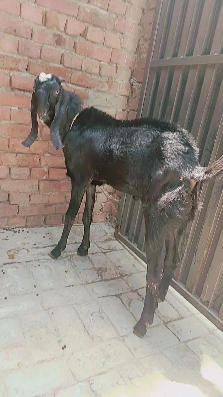 full black BAKRA — photo 3