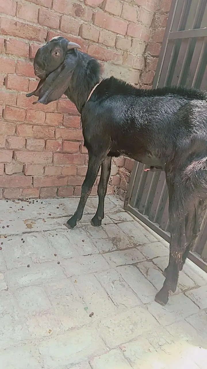 full black BAKRA — photo 4
