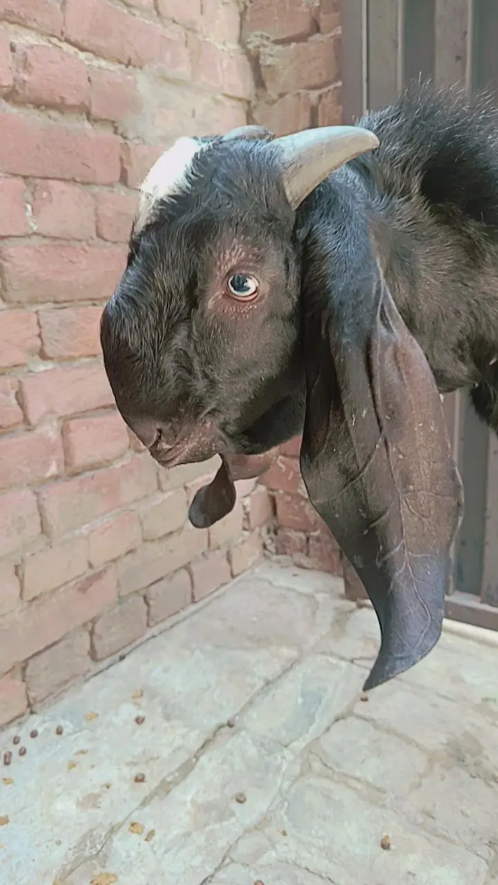 full black BAKRA — photo 5