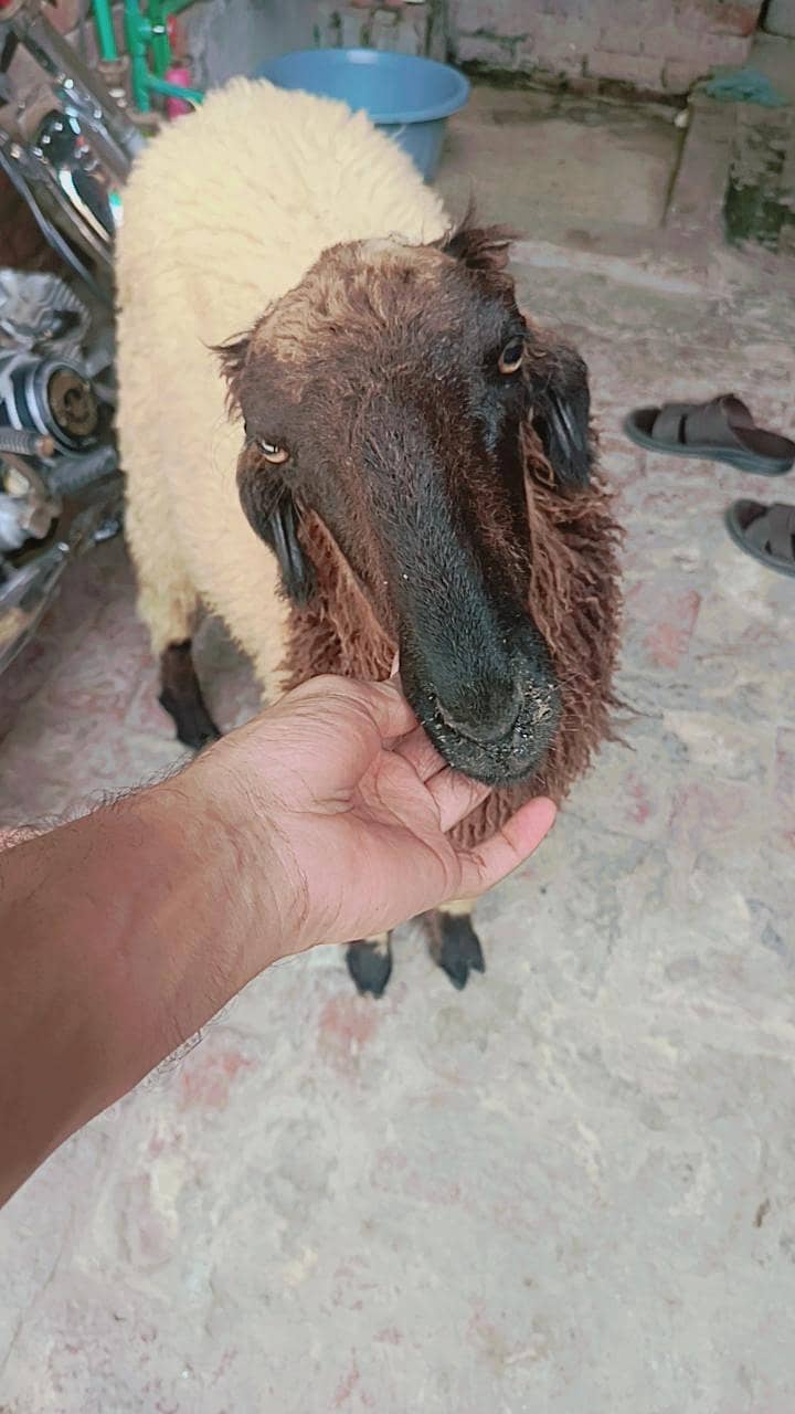 full black BAKRA 5