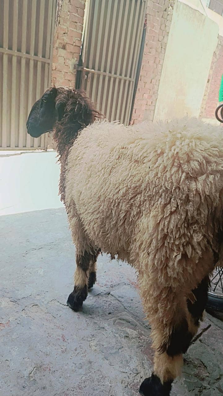 full black BAKRA 6