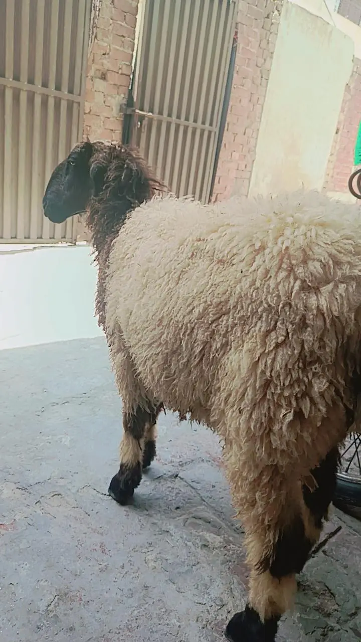 full black BAKRA — photo 7