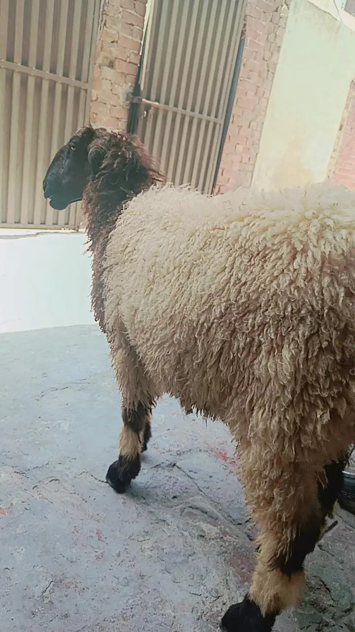 full black BAKRA — photo 8