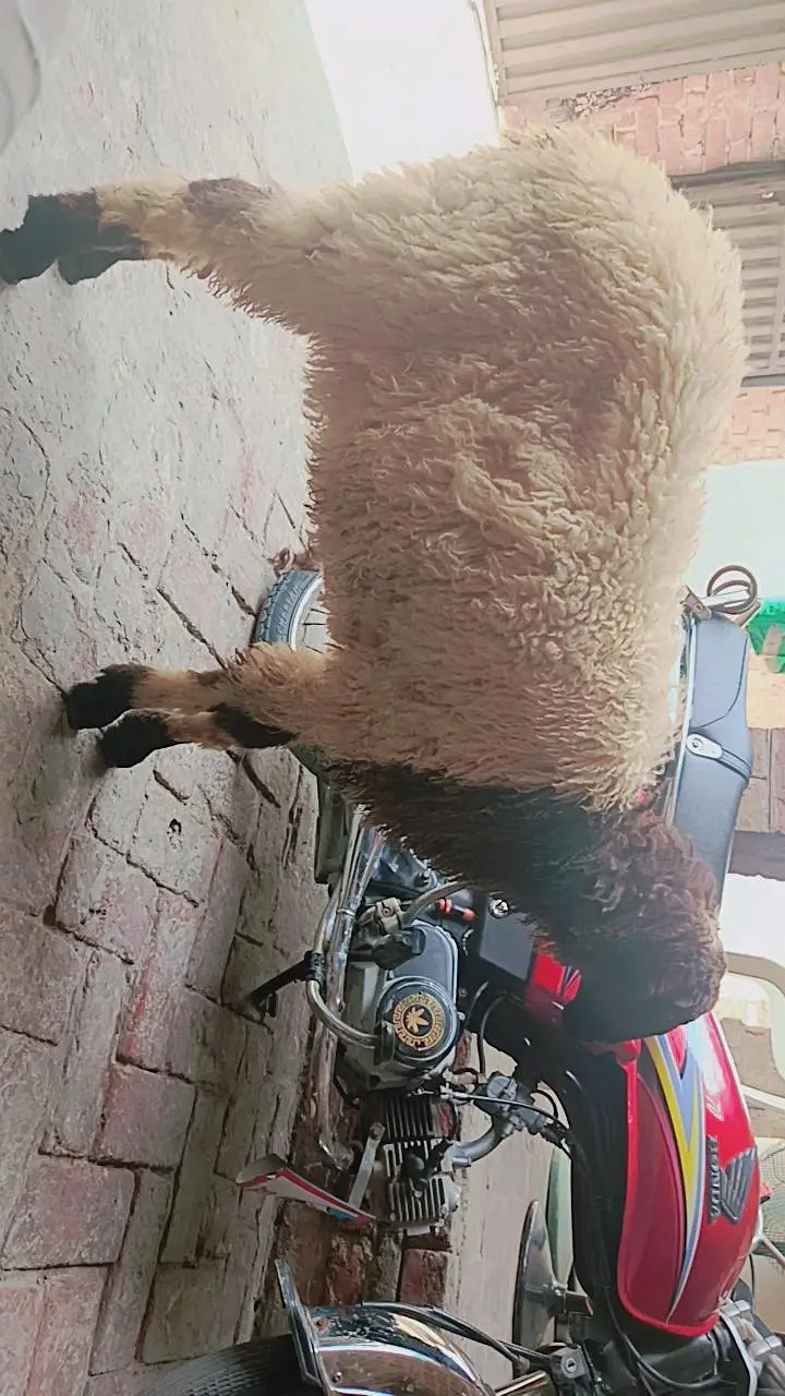 full black BAKRA — photo 9