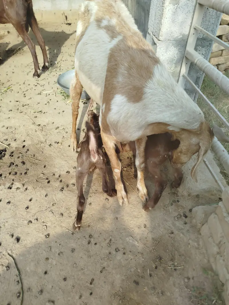 2 Goats for sale with two two kids — photo 2