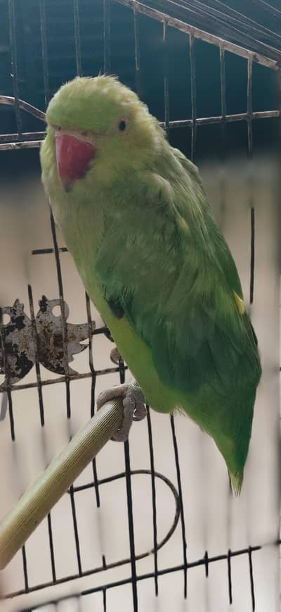  Parrot For sale