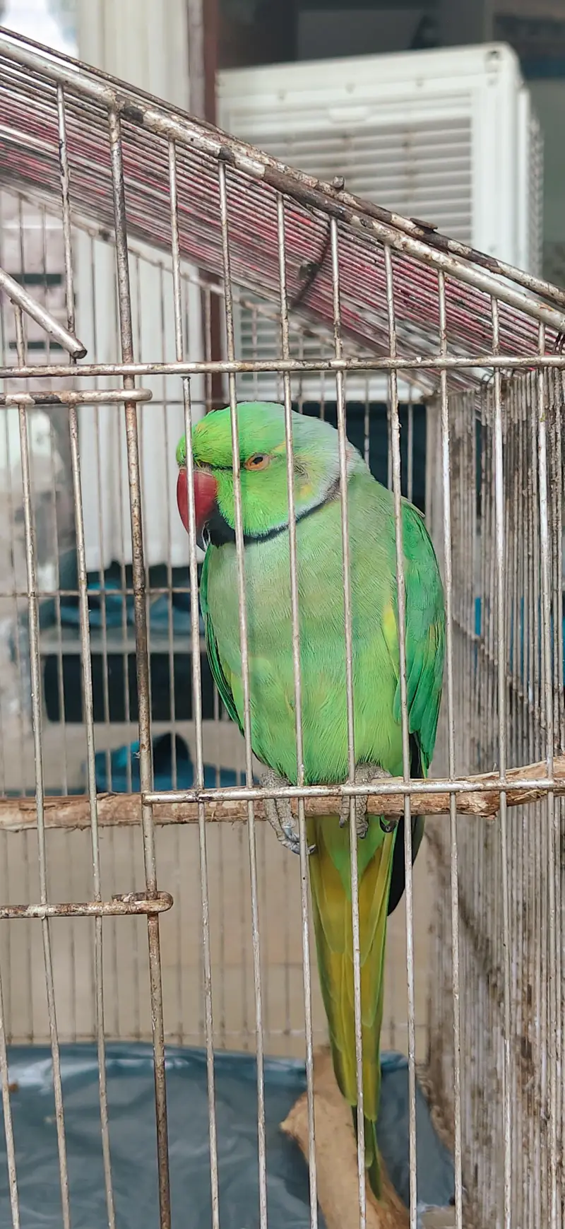 Parrot For sale — photo 2