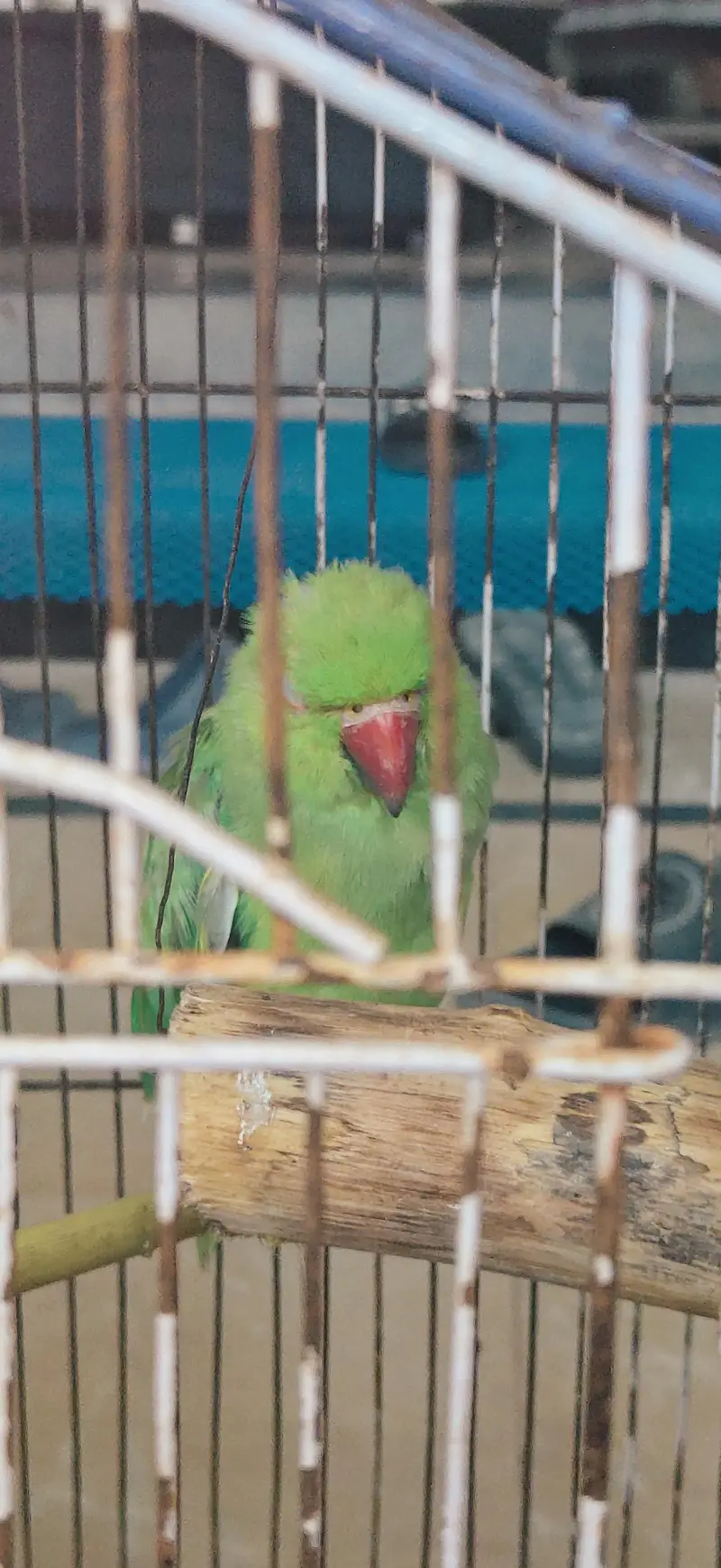 Parrot For sale — photo 3