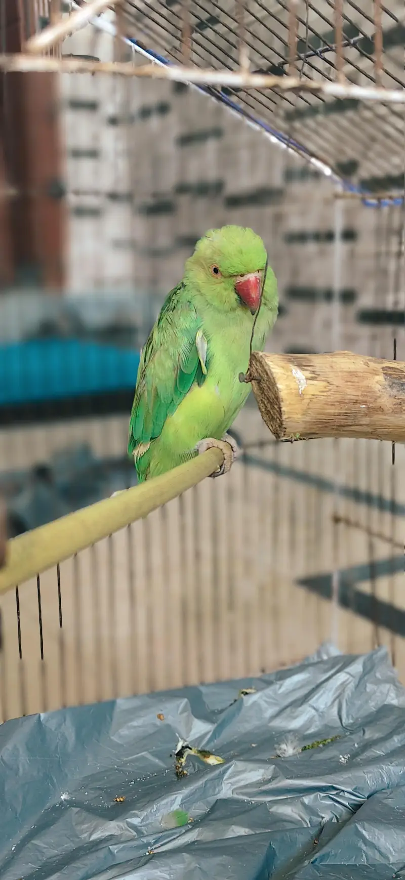 Parrot For sale — photo 4