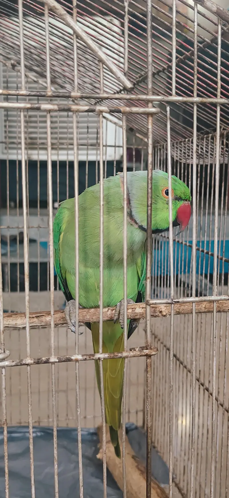 Parrot For sale — photo 5