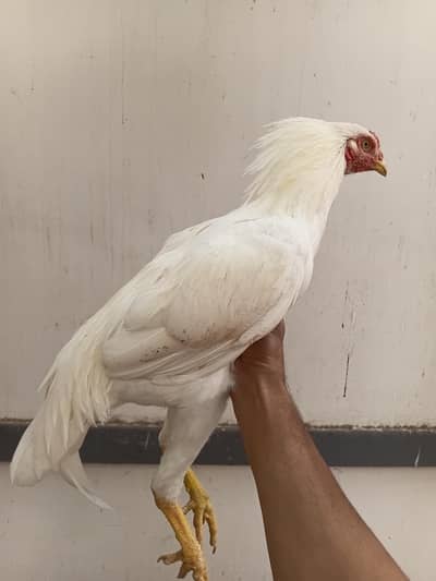 aseel heera male