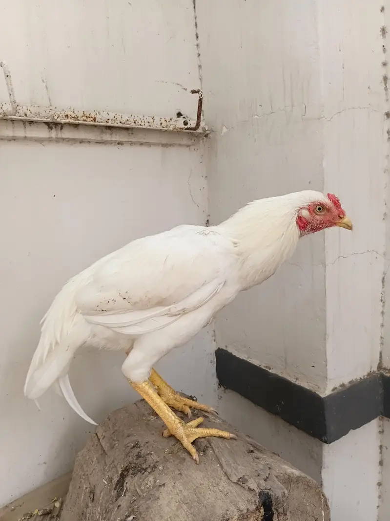 aseel heera male — photo 2