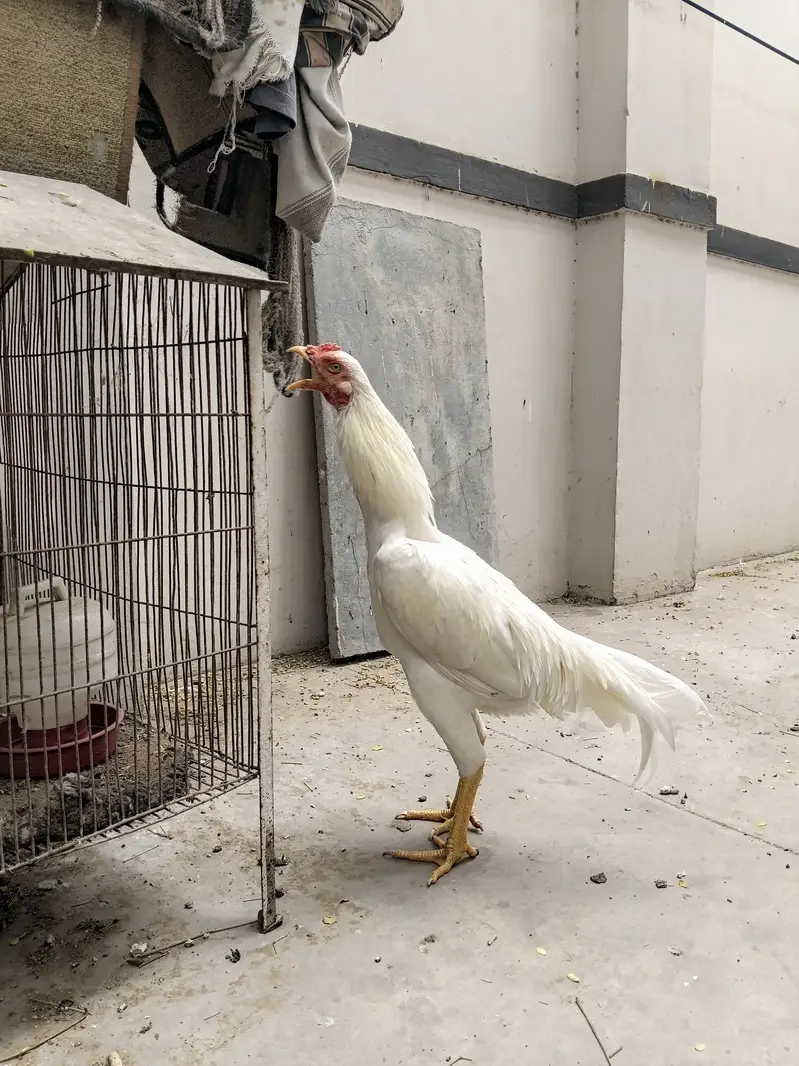 aseel heera male — photo 3