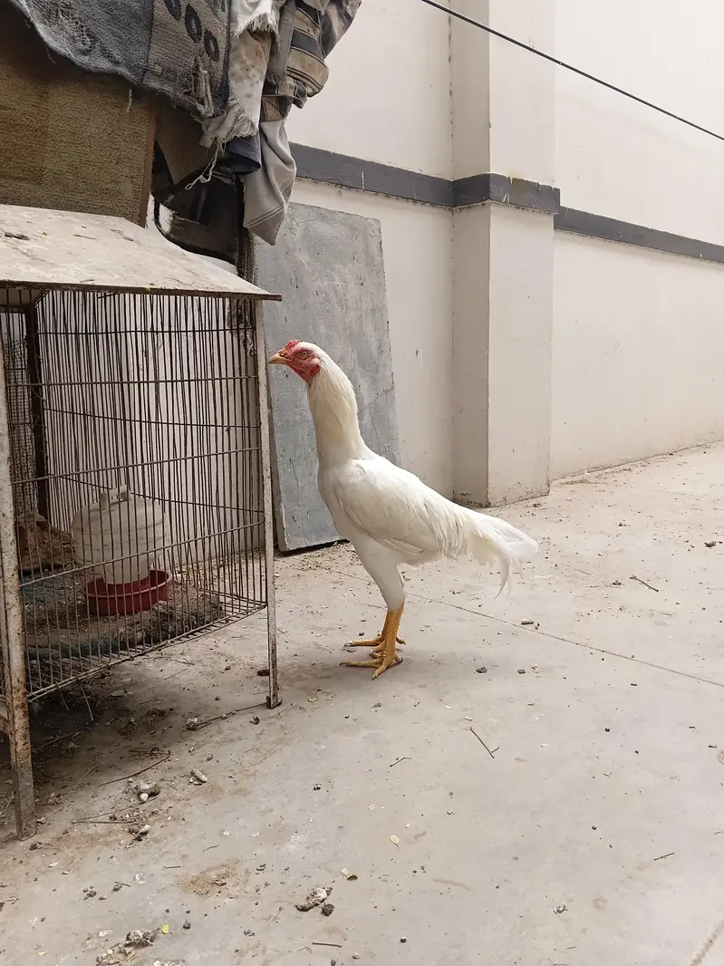 aseel heera male — photo 4