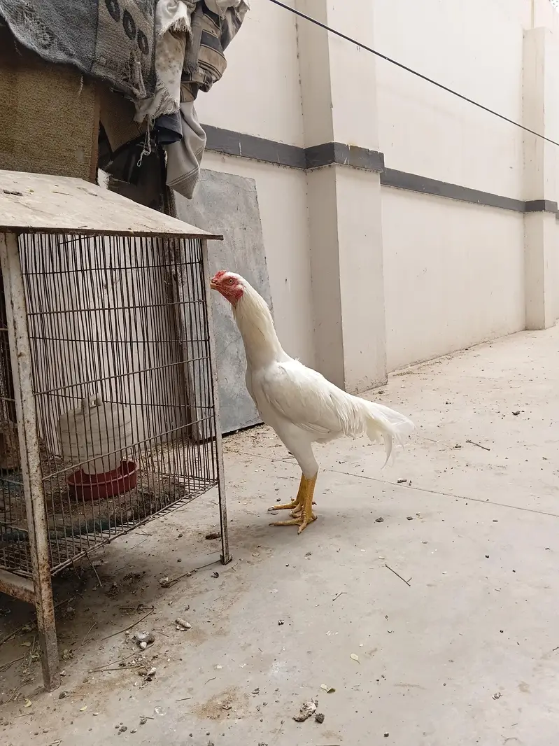 aseel heera male — photo 5