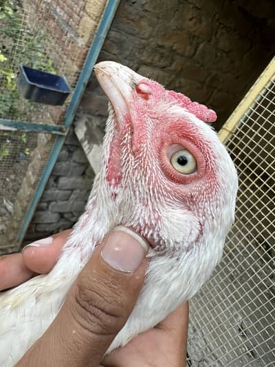 Paper white 100 % original heera females 03264309582