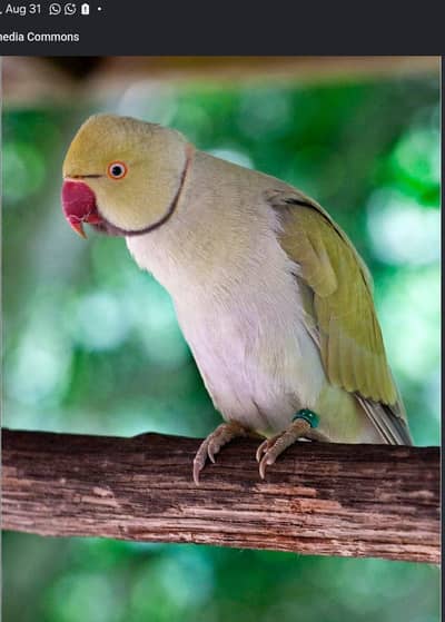 Is trha k parrot b hoty hain 03204590697