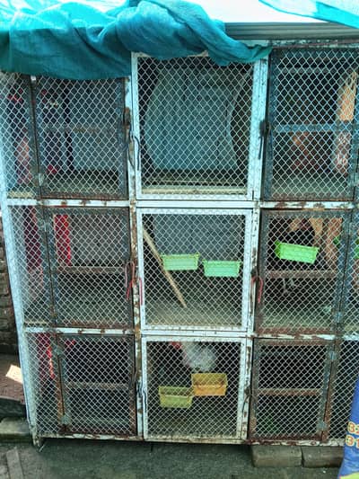 Pingra For Sale